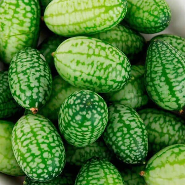 West Coast Seeds Cucumber Seeds